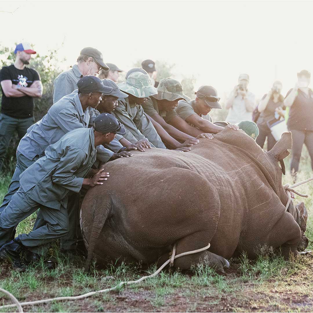 white rhino