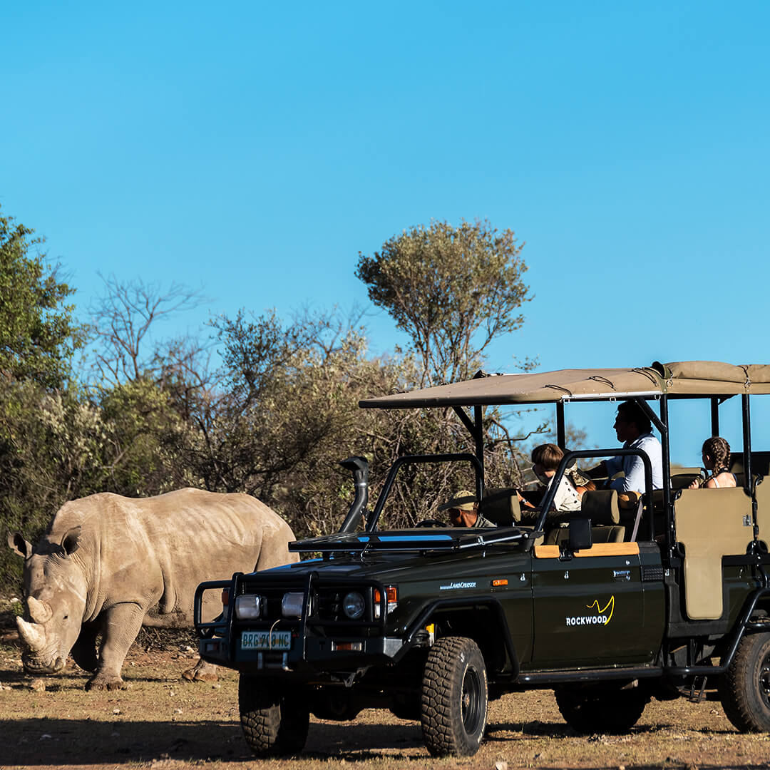 Rhino Watching