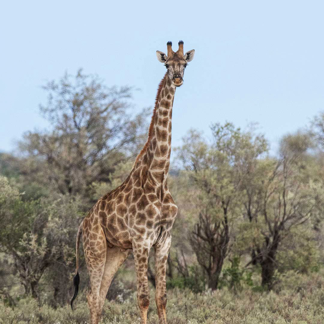 Giraffe