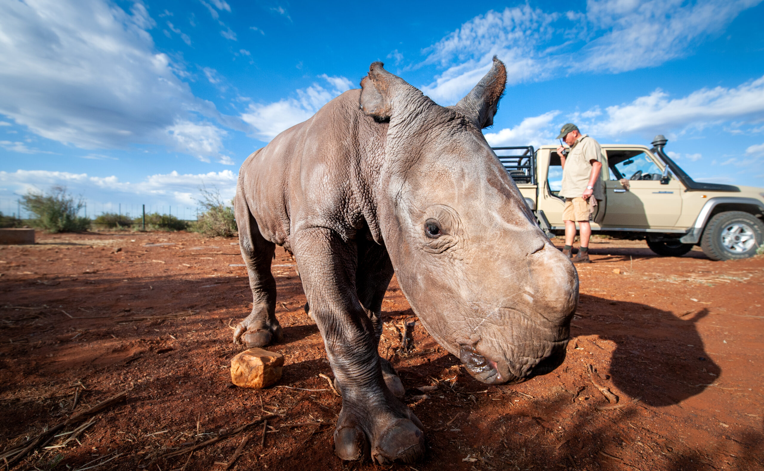 BABY_RHINO-8